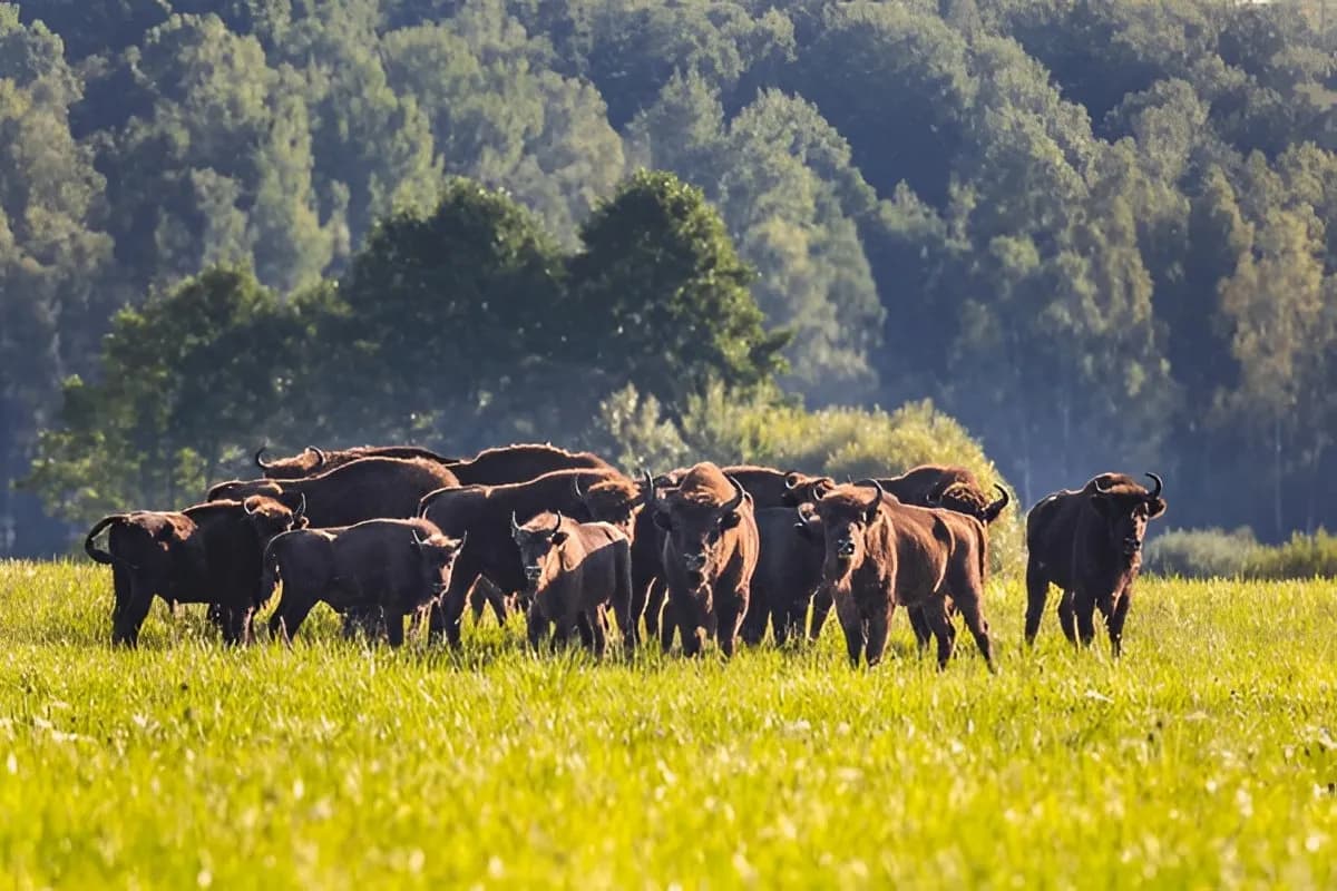 Belovezhskaya Pushcha National Park