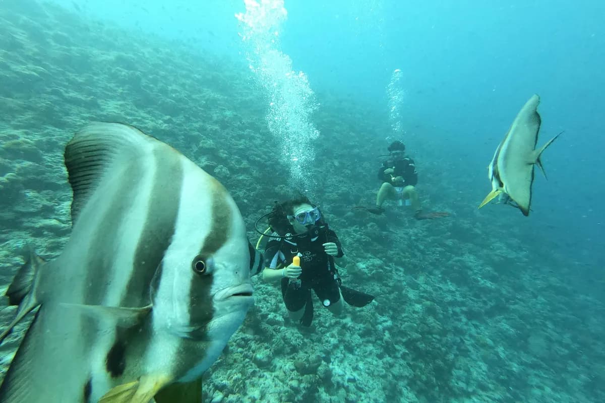 Scuba Diving at Maldives