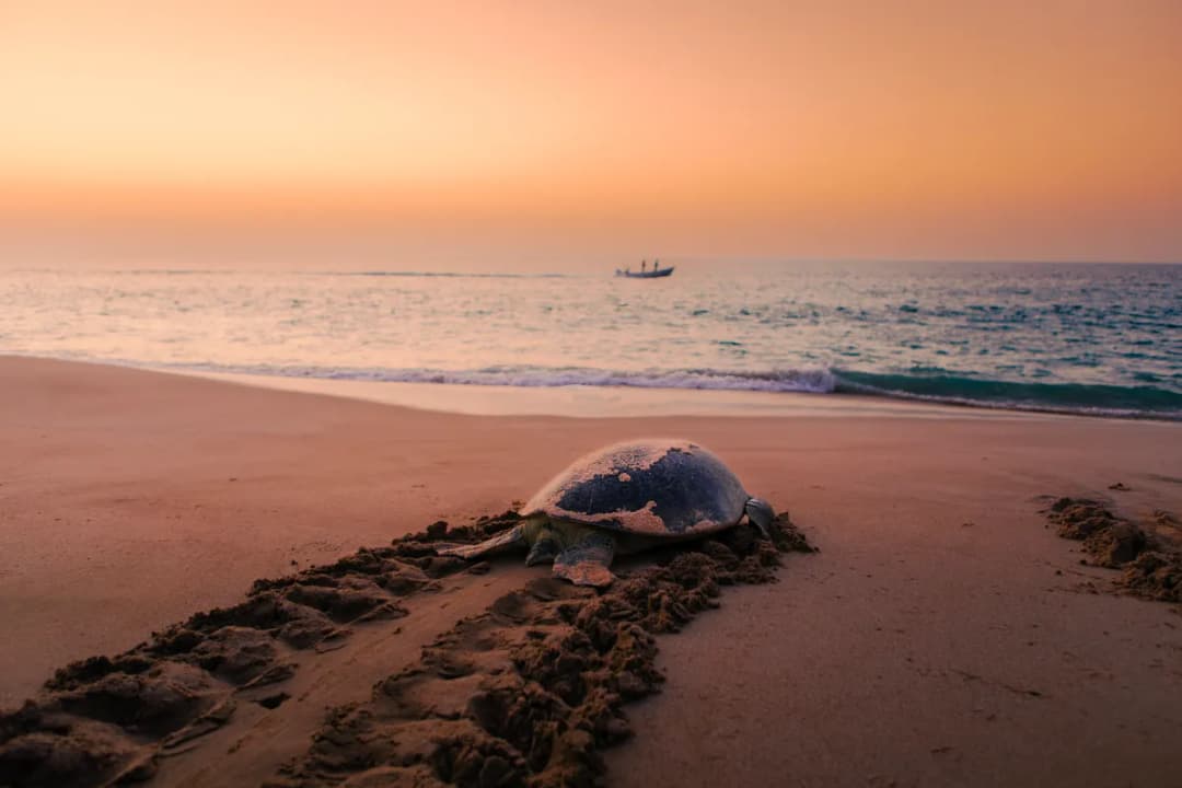 Turtle Nesting Sites