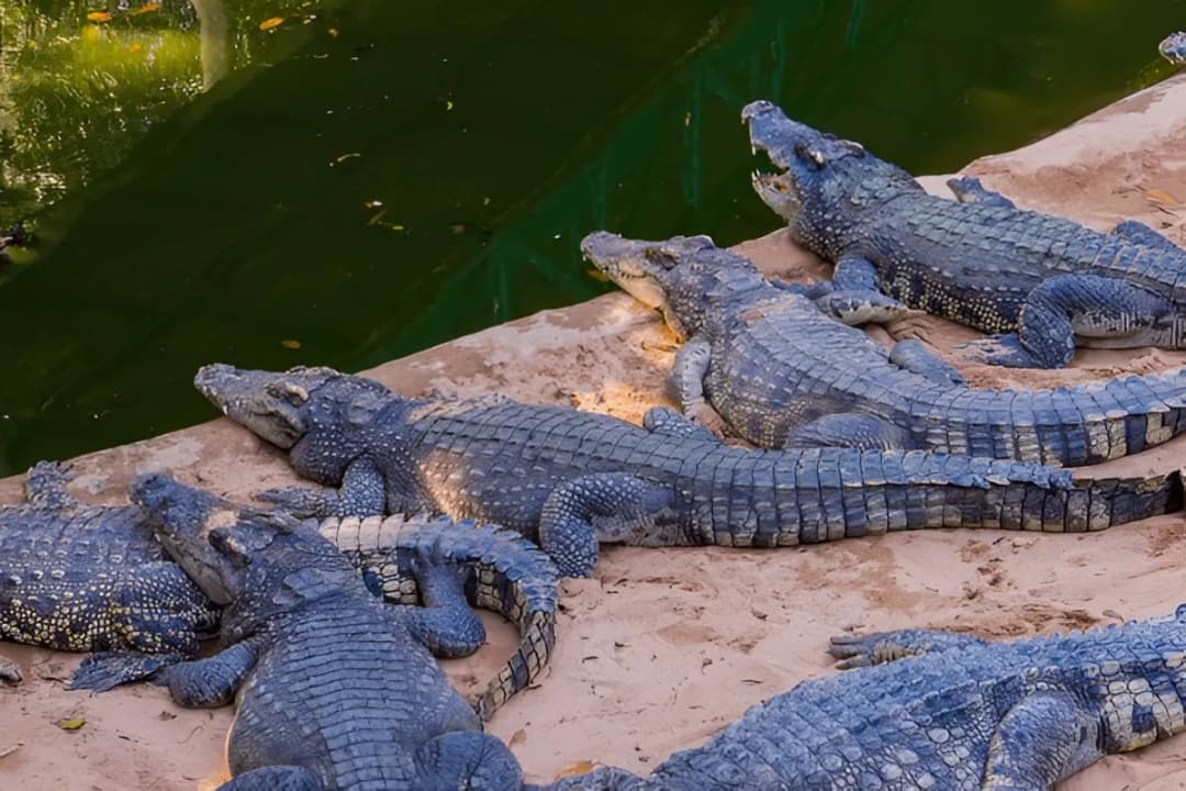 Crocodile Show Arena