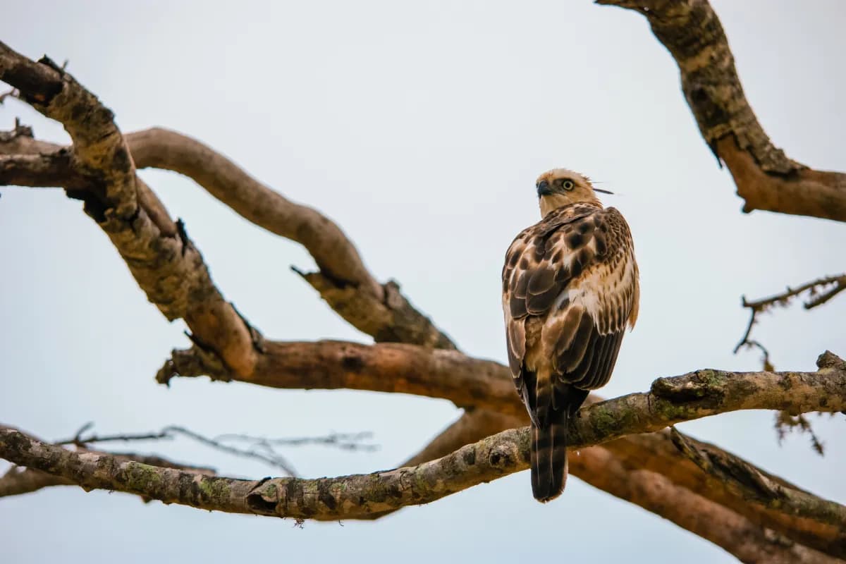 Bundala National Park
