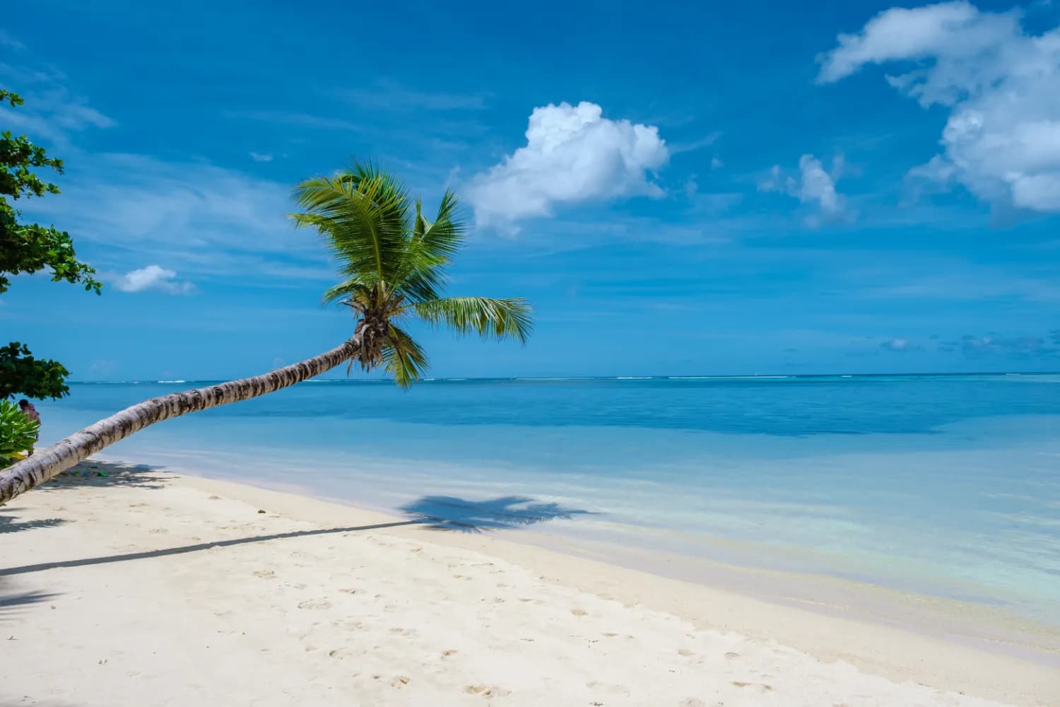 Mahe Seychelles, a tropical beach with palm tree