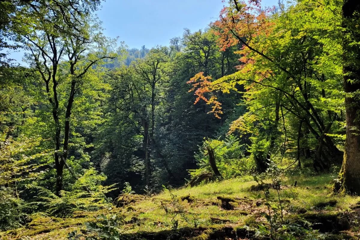Hirkan National Park in Azerbaijan