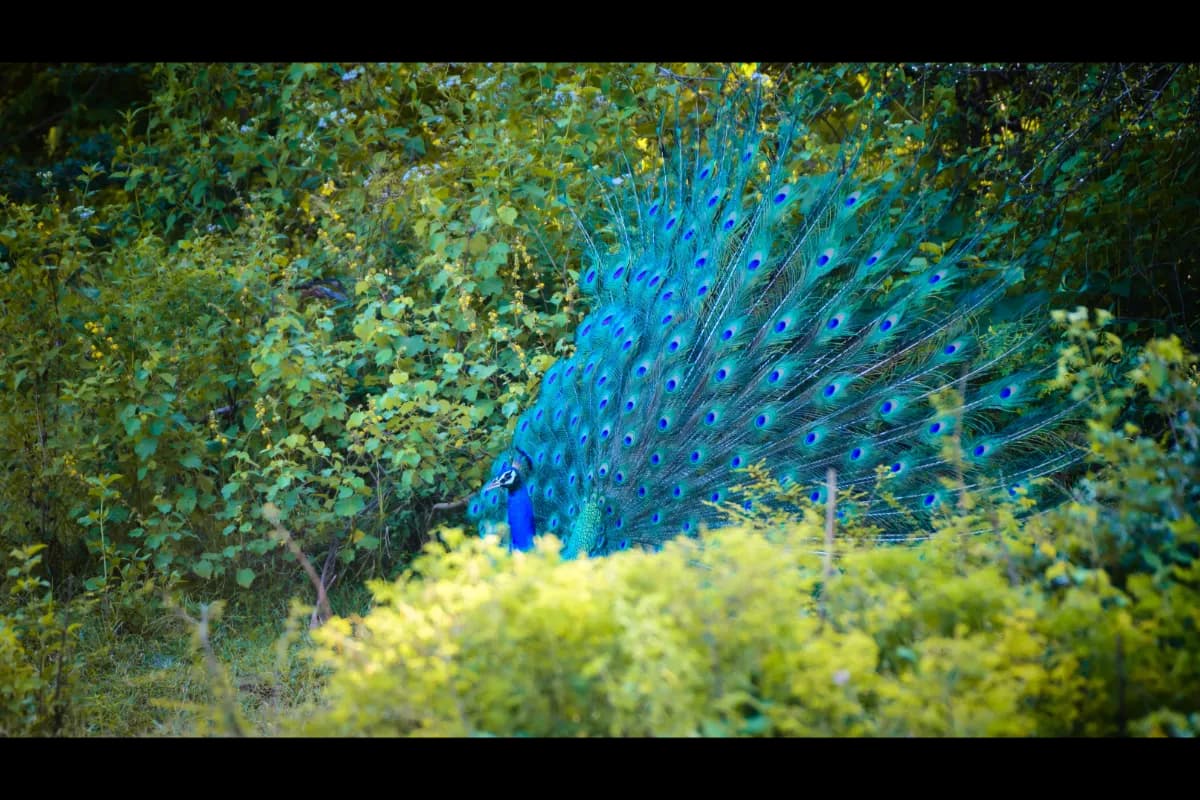 Udawalawe National Park