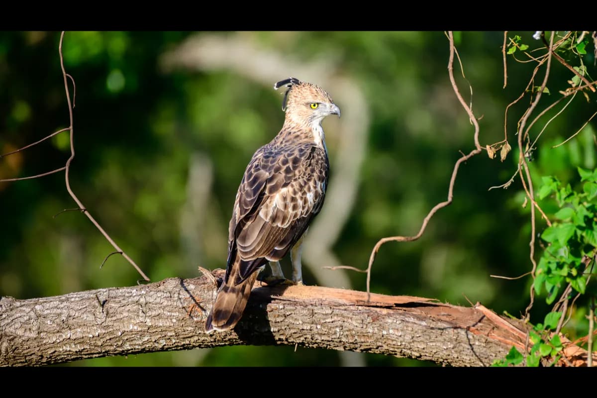 Udawalawe National Park