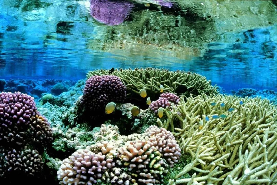 Coral Gardens