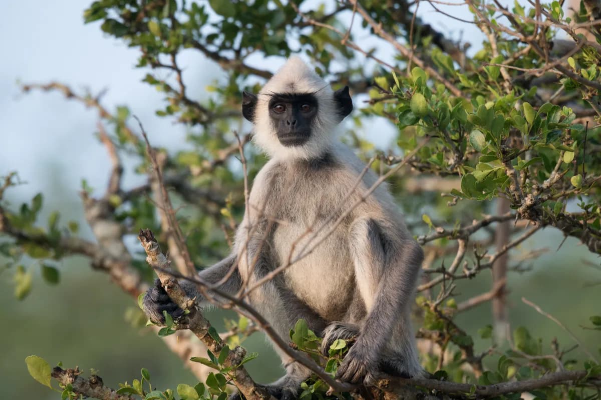 Bundala National Park
