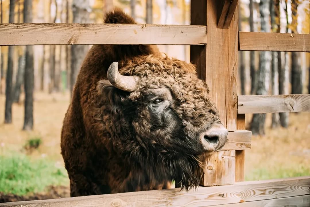 Wildlife Observation Points
