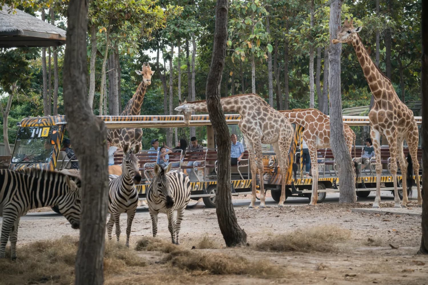  Wildlife encounters at Safari World 