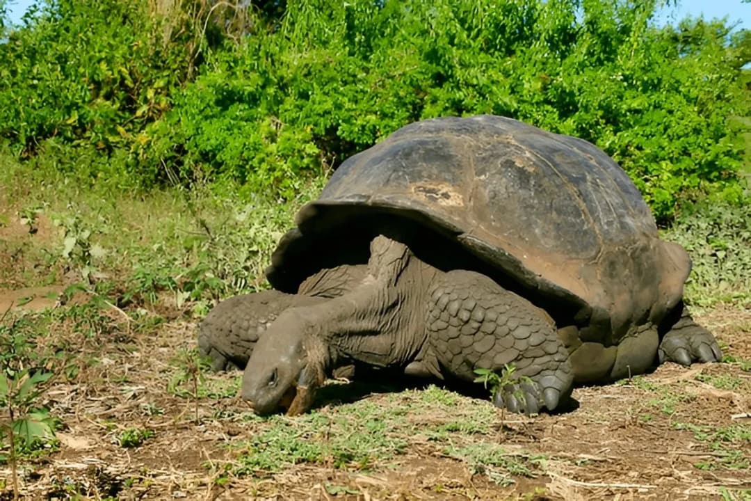 Giant Tortoise Sanctuary