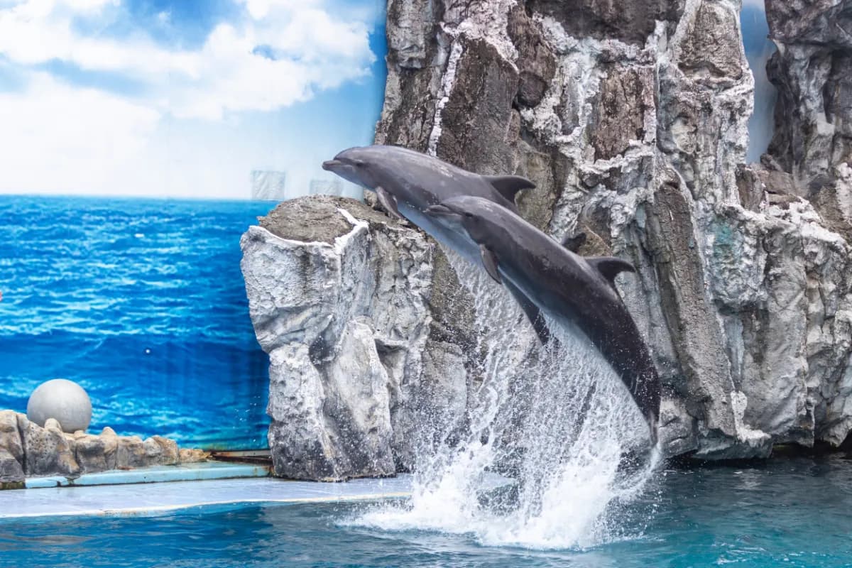 Pattaya Dolphinarium