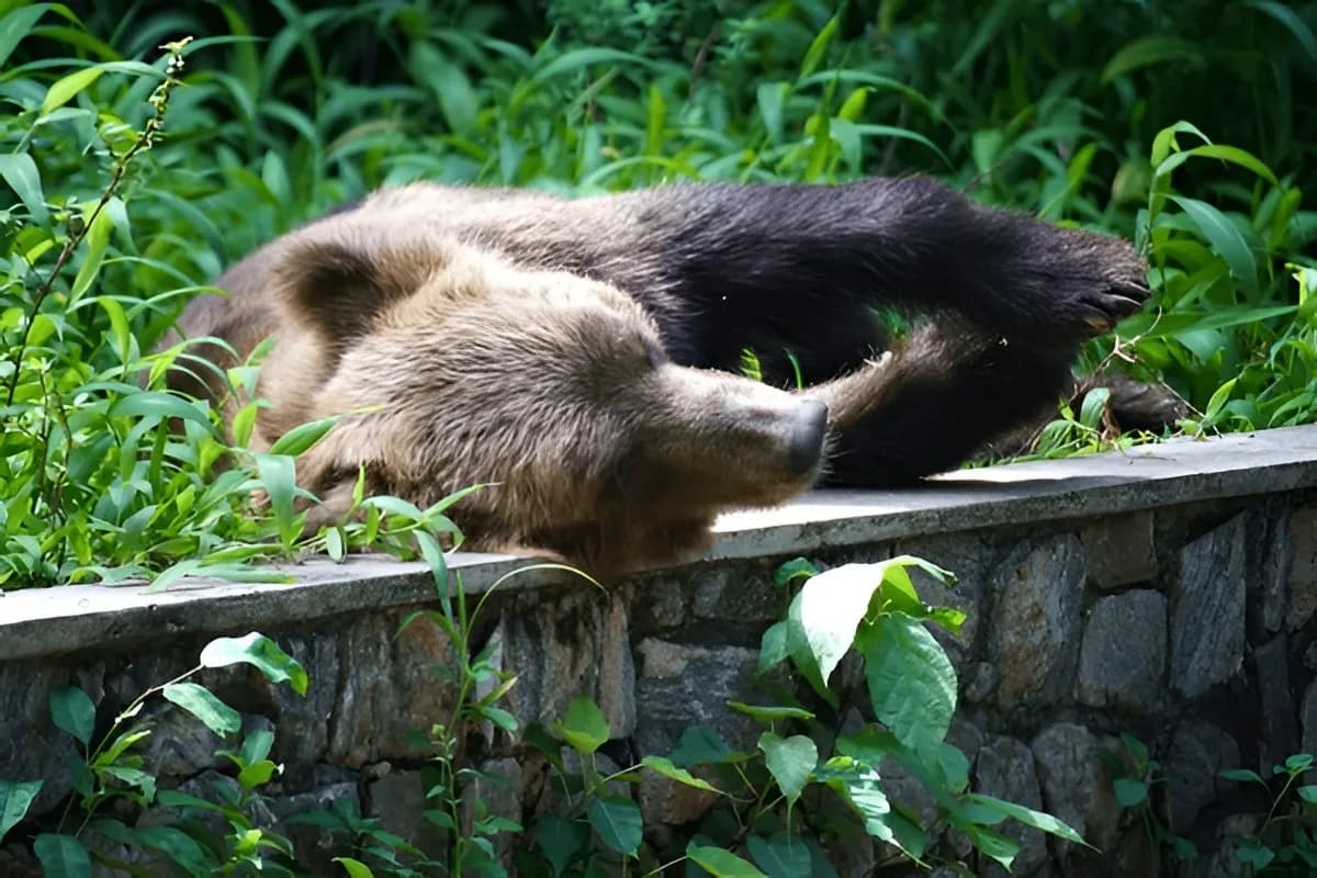 Dehiwala Zoological Gardens