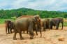 Pinnawala elephants