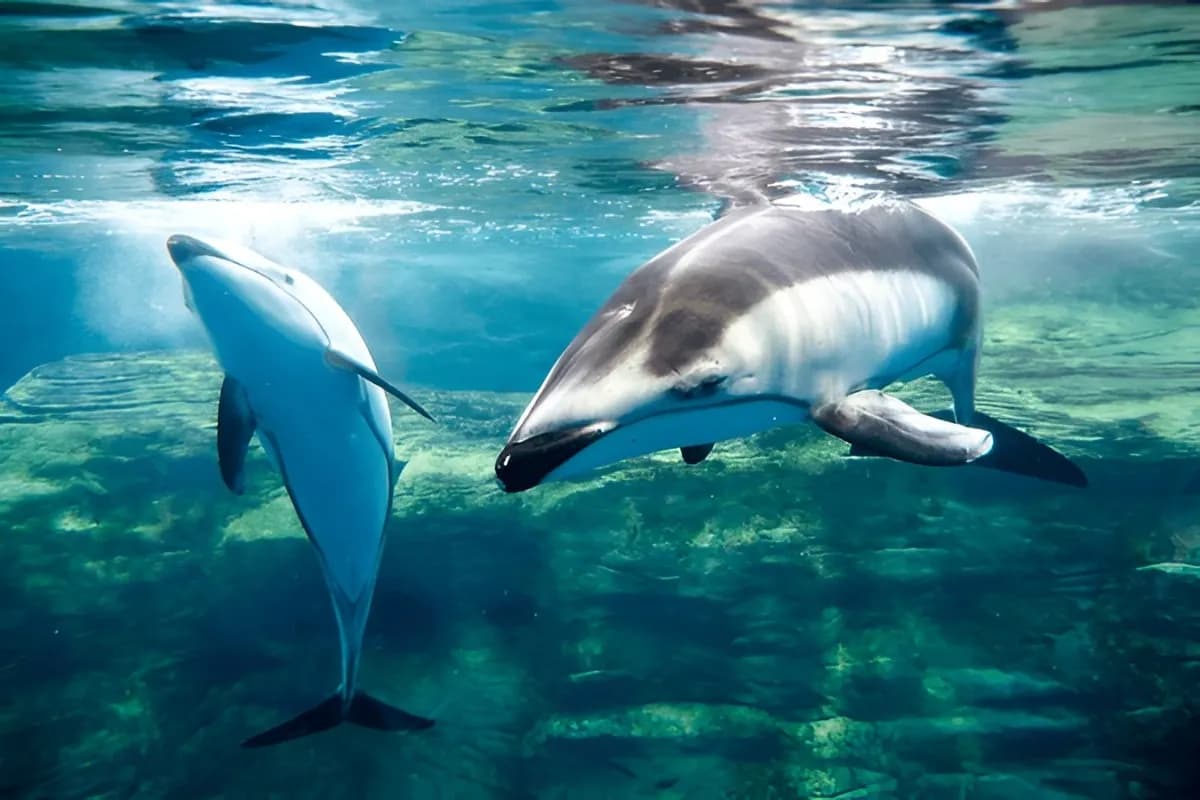 Pattaya Dolphinarium