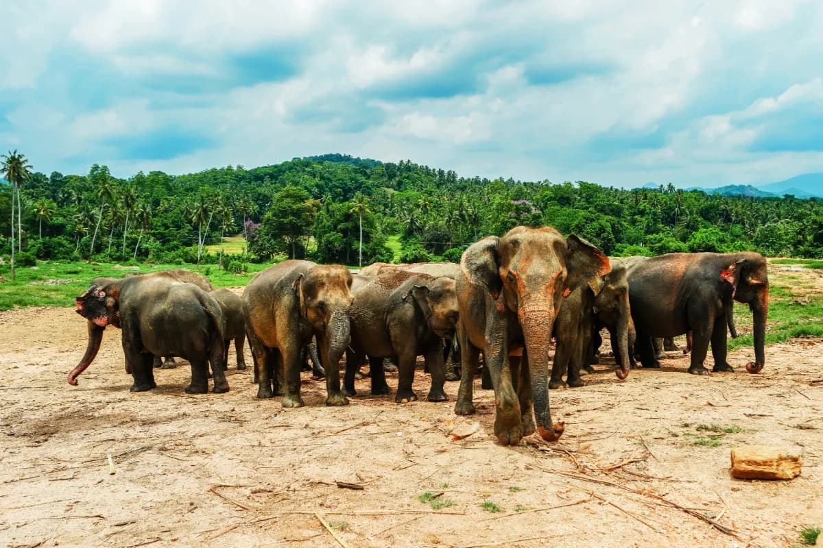 Pinnawala Elephant Orphanage