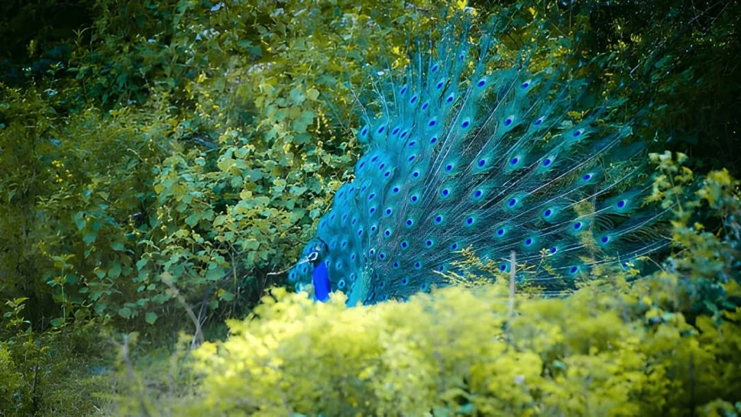 Udawalawe National Park