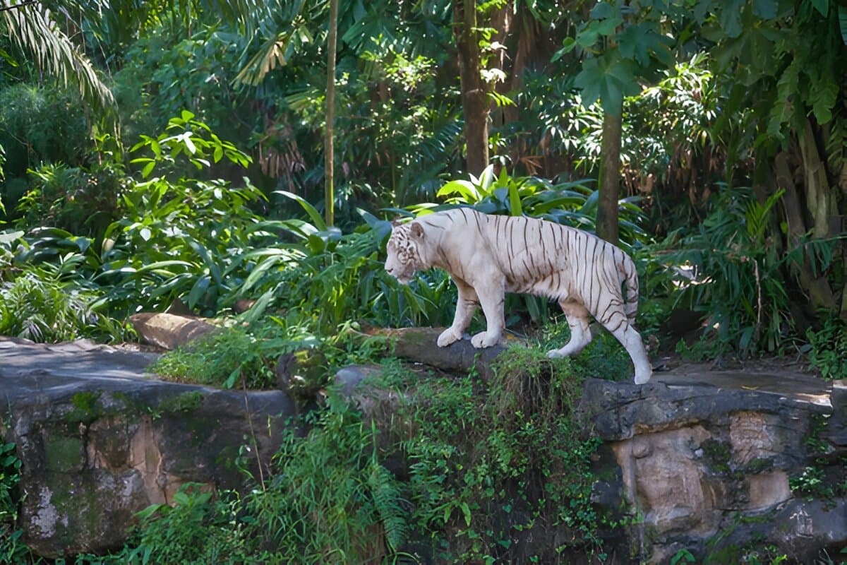 Singapore Zoo