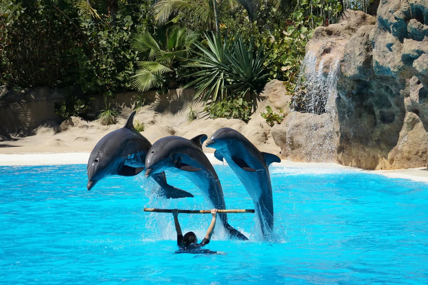 Pattaya Dolphinarium 
