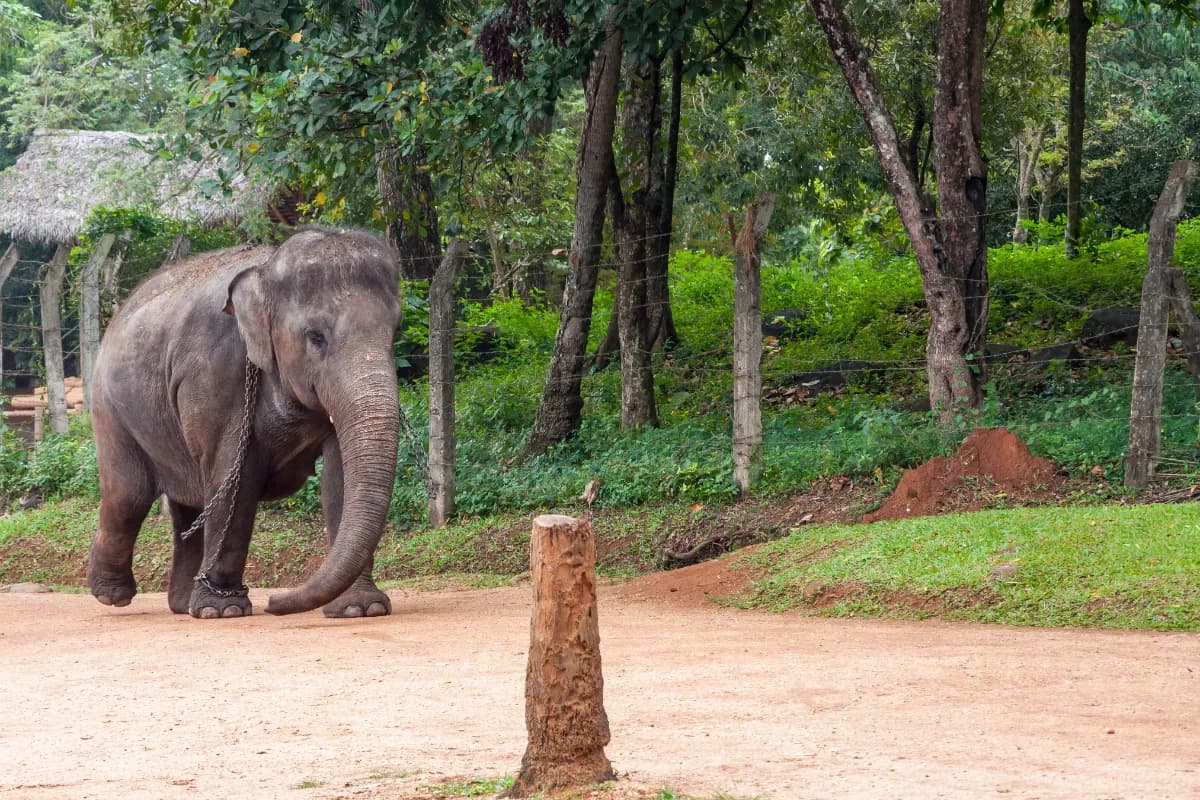 The Sacred Timeline of Sri Lanka - Temples & Mythological Wonders