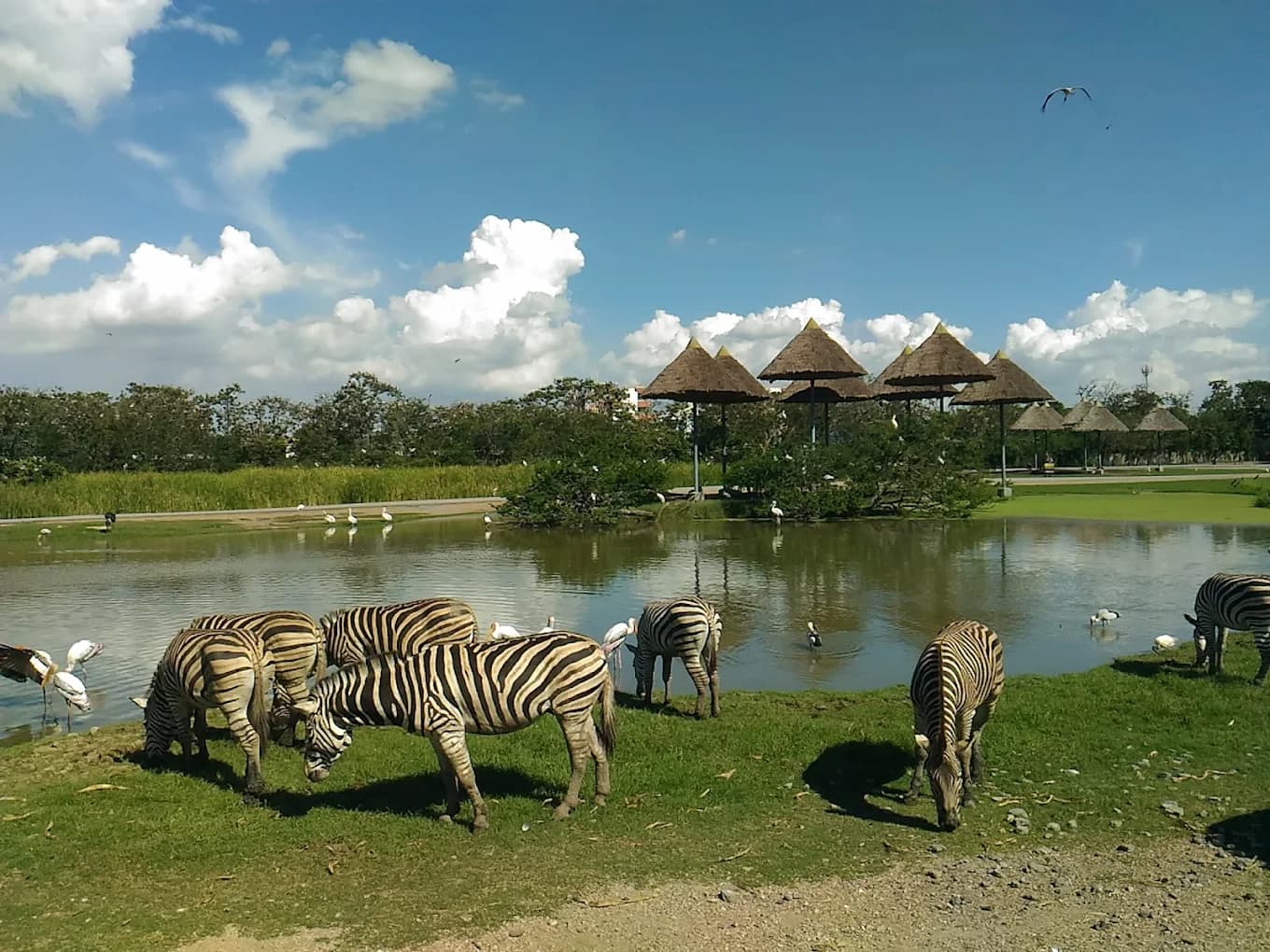 Visit Beautiful Safari World Zoo, Bangkok