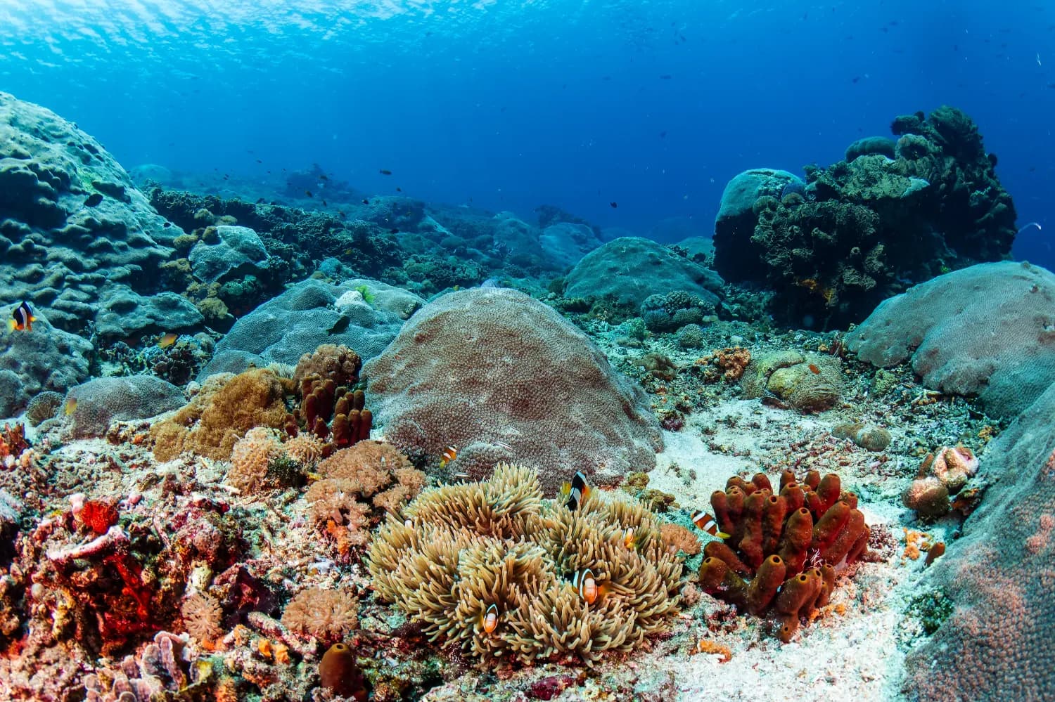 Colorful coral pinnacles,Maldives
