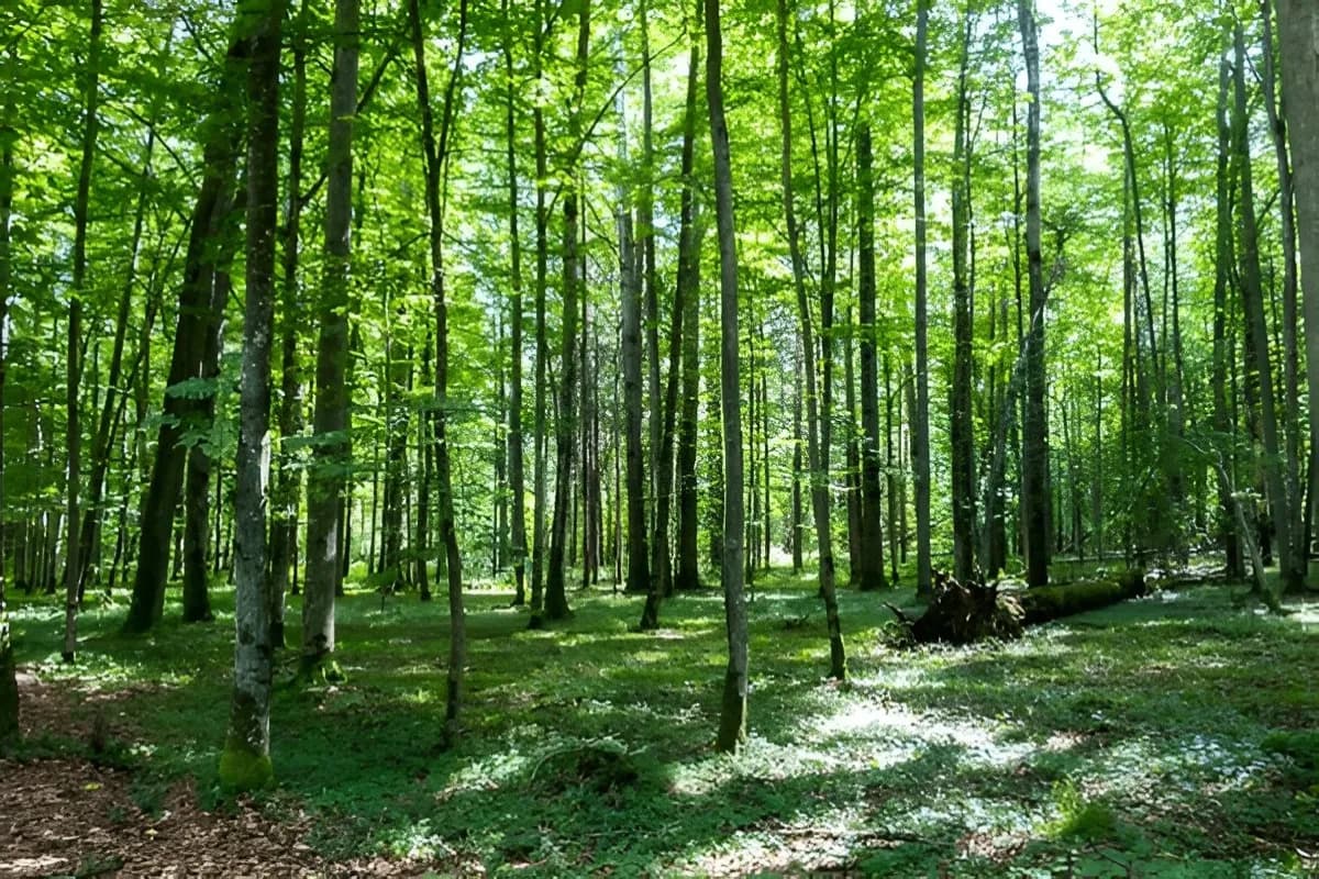 Belovezhskaya Pushcha National Park