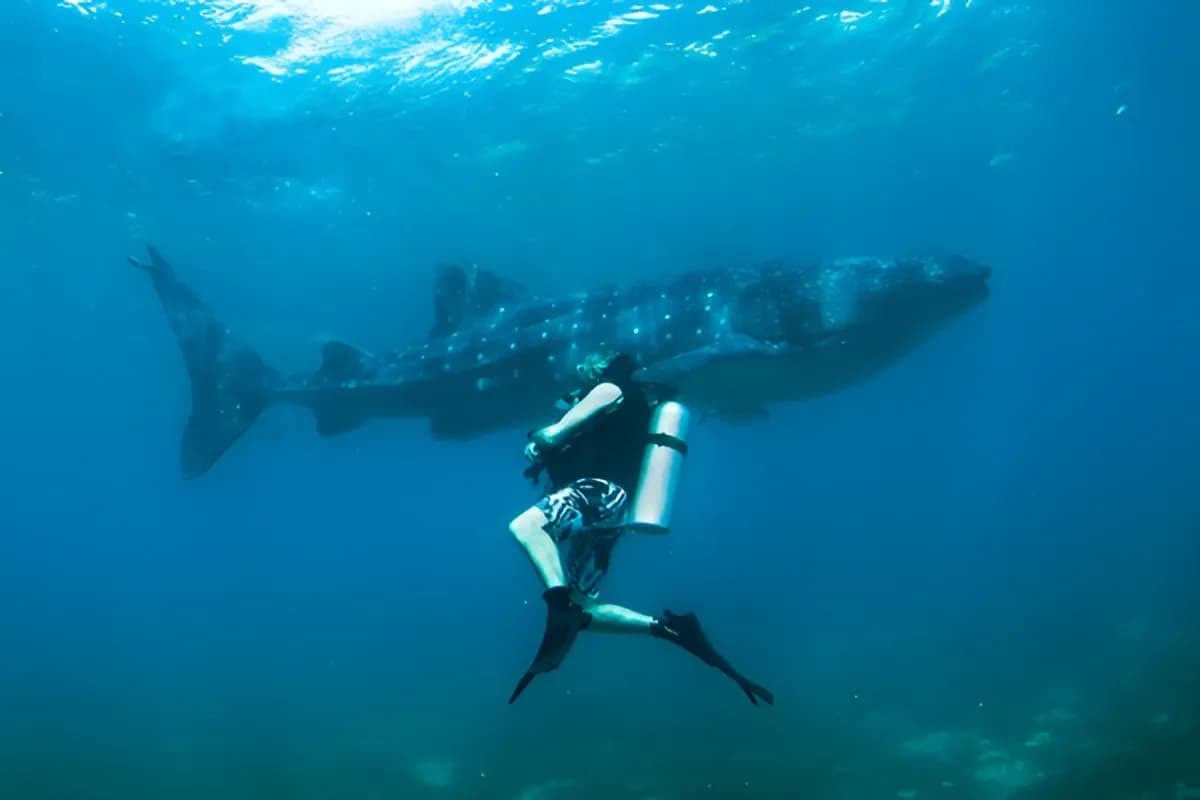 Scuba Diving at L'Ilot