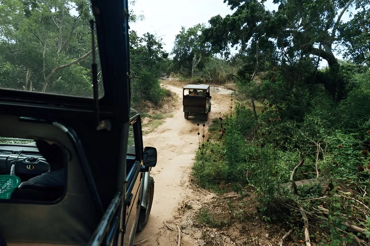 Wildlife Safari in Sri Lanka