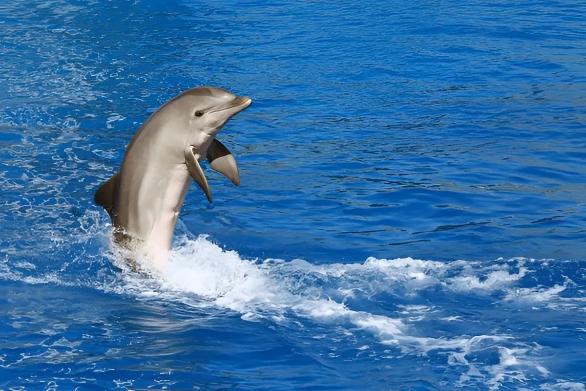 Pattaya Dolphinarium