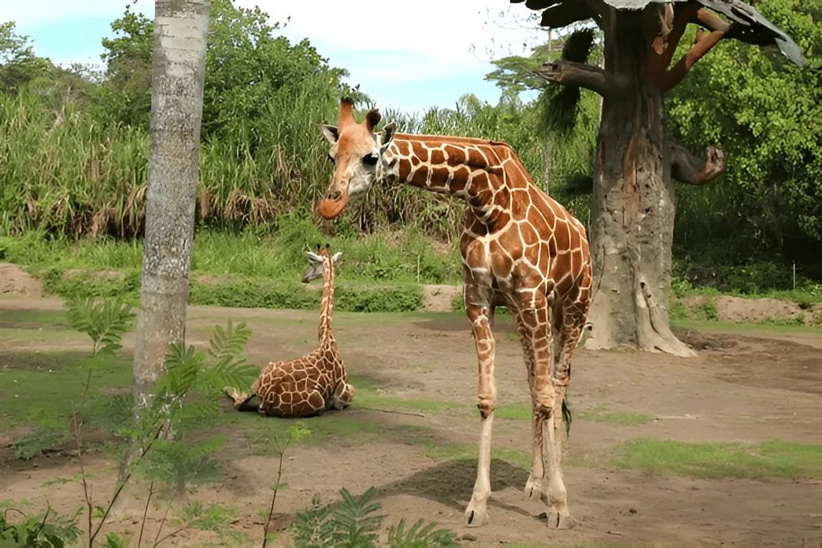 The Amazing Taman Safari Bali