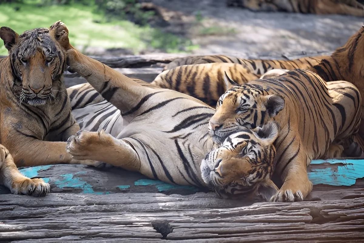 Tiger Topia Sriracha Zoo