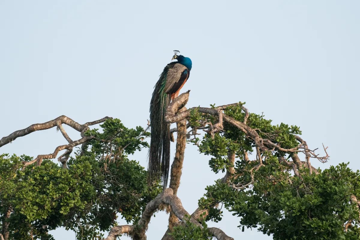 Bundala National Park