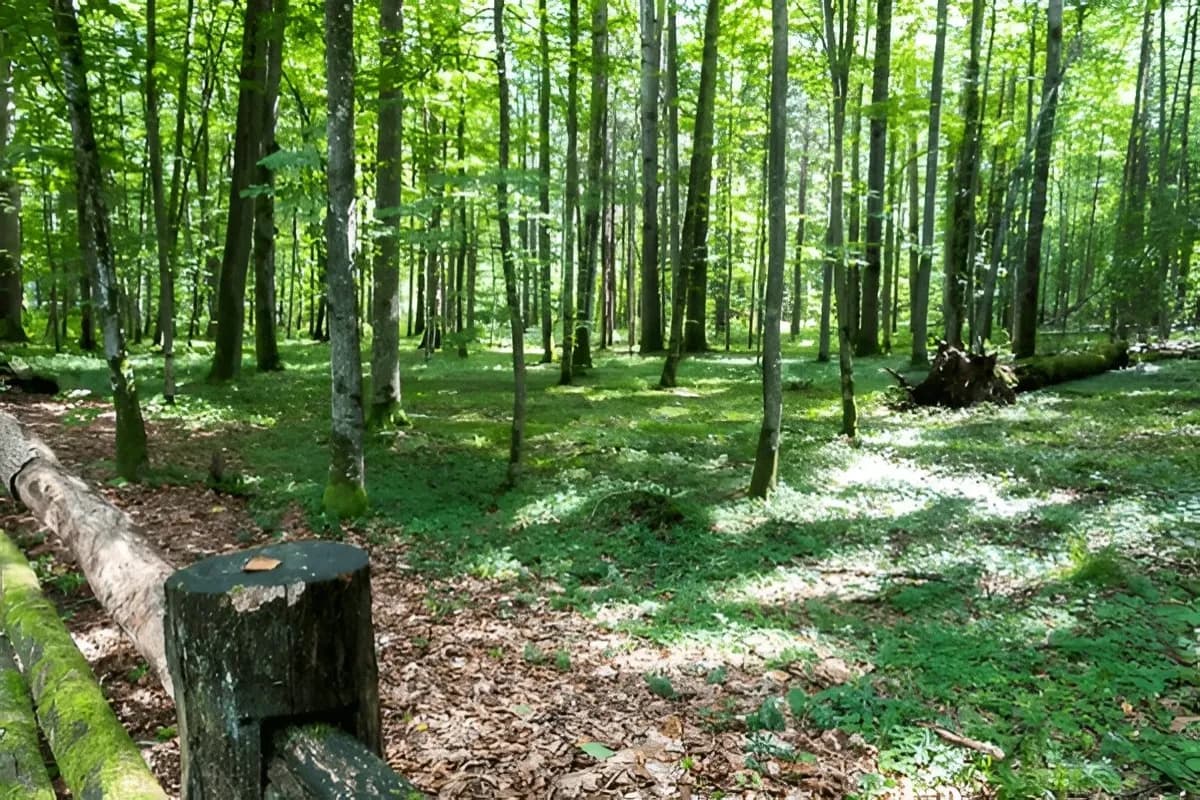 Belovezhskaya Pushcha National Park