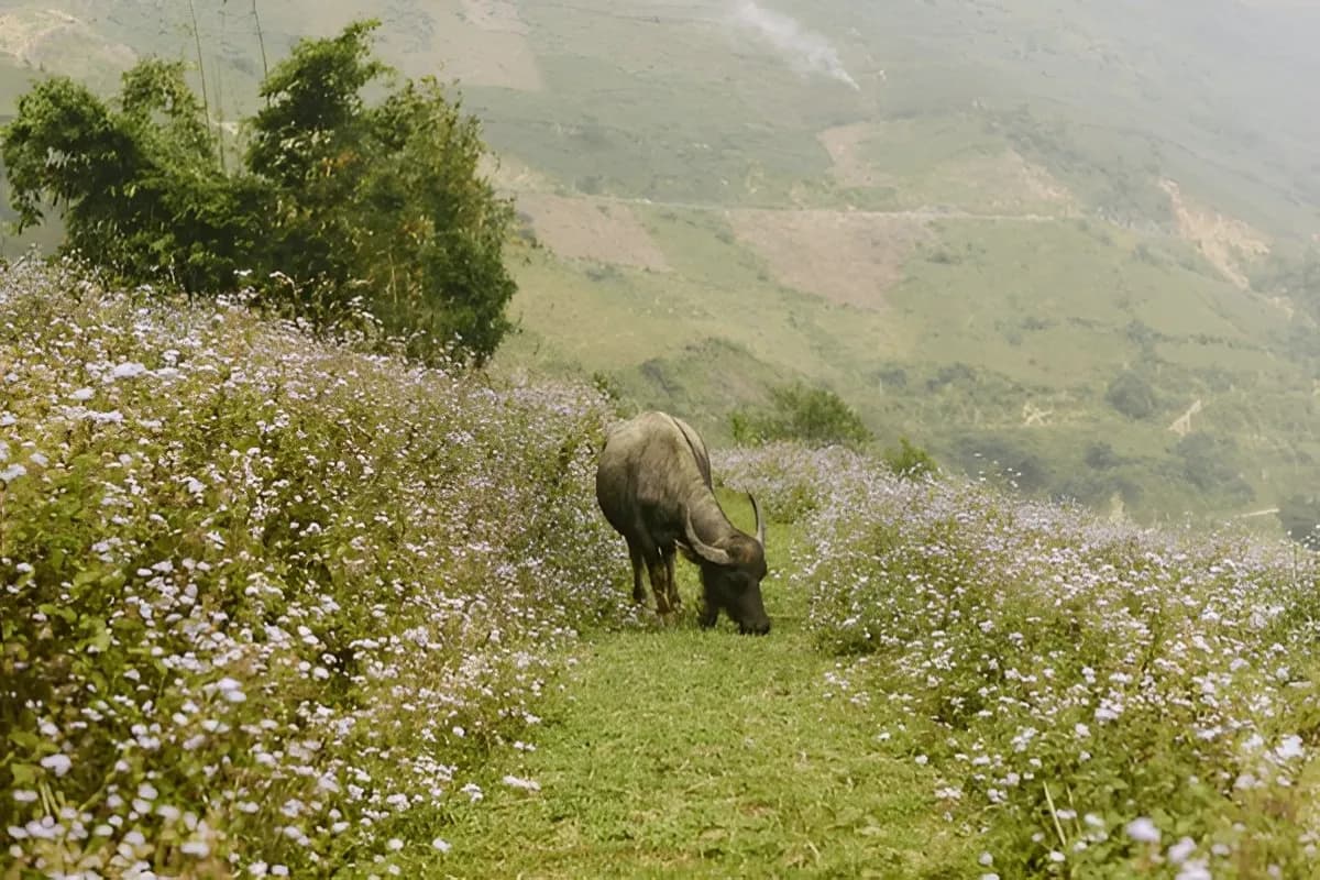 Hoang Lien National Park