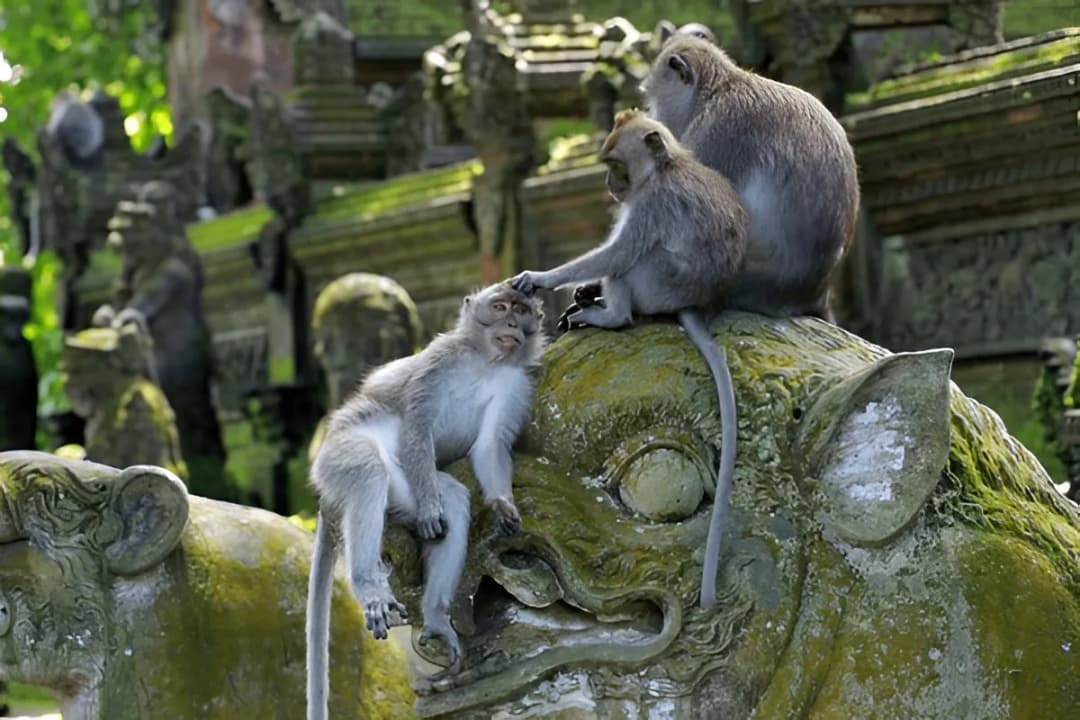 Free Roaming Monkeys