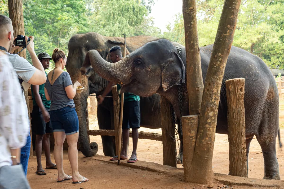 Pinnewala Elephant Orphanage