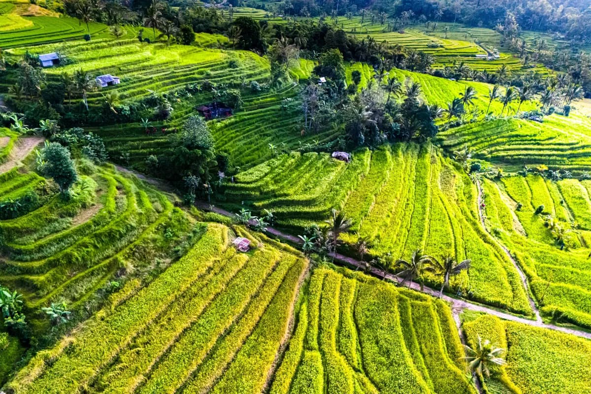 Jatiluwih Rice Terraces