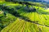 Jatiluwih Rice Terraces