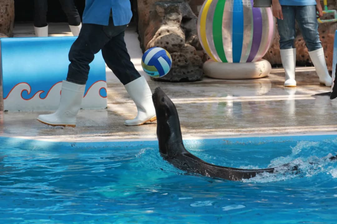 Sea Lion Performance Zone