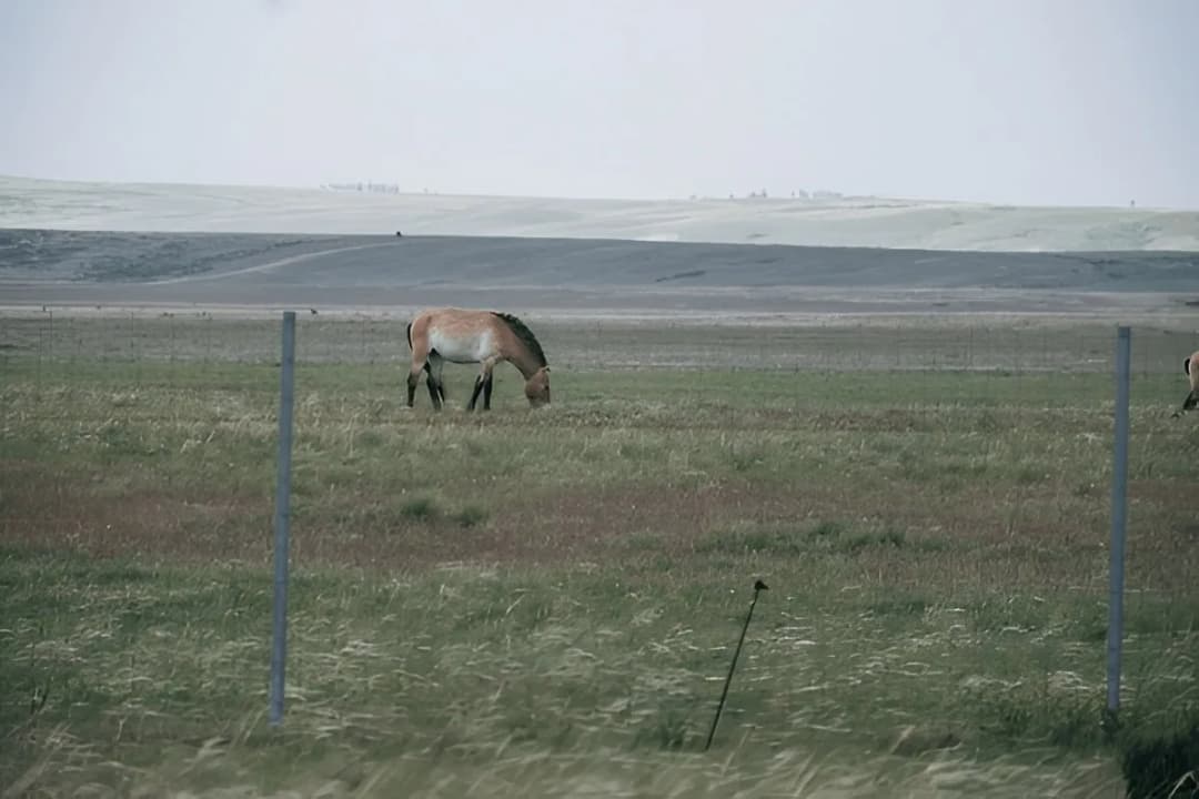 Wildlife Observation Zones