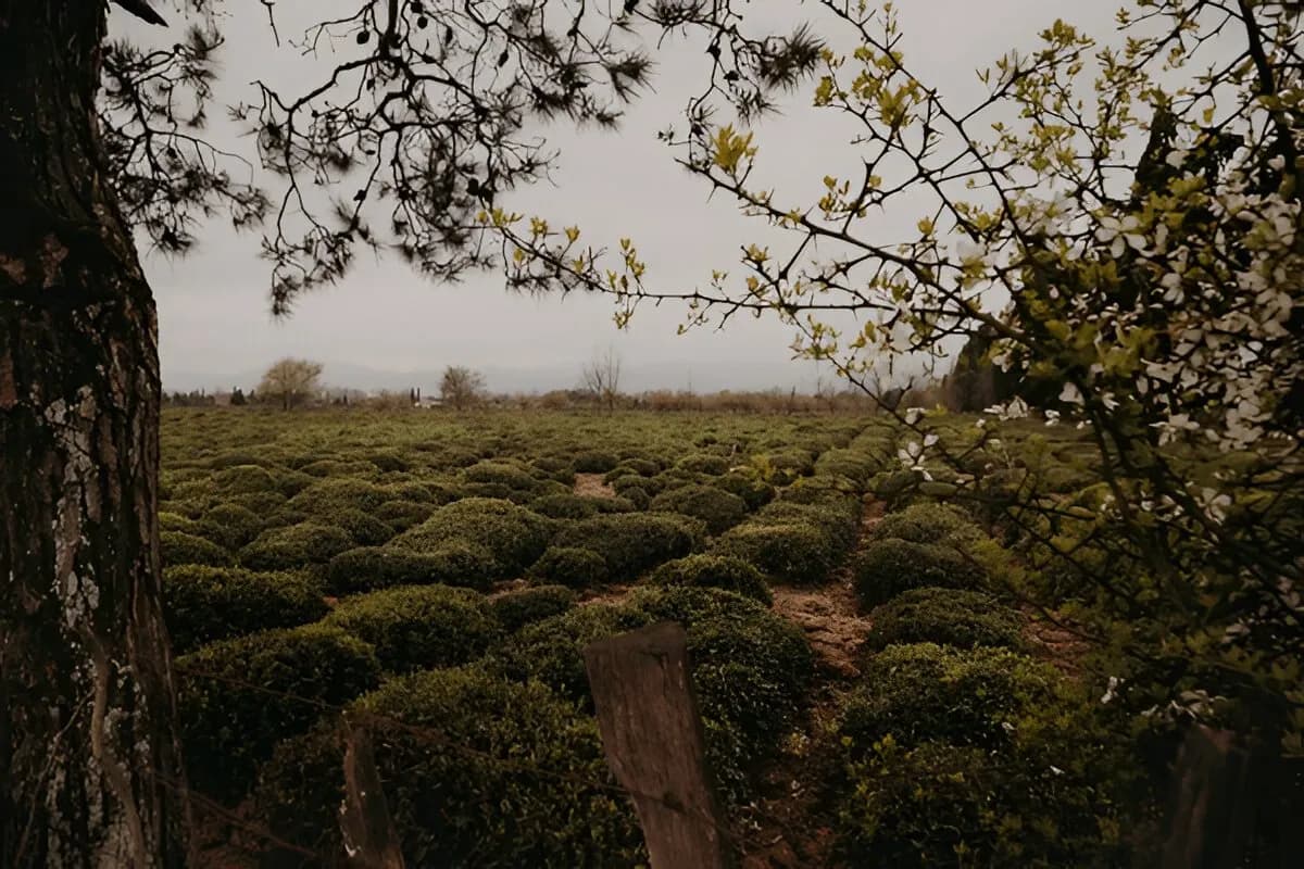 Hirkan National Park