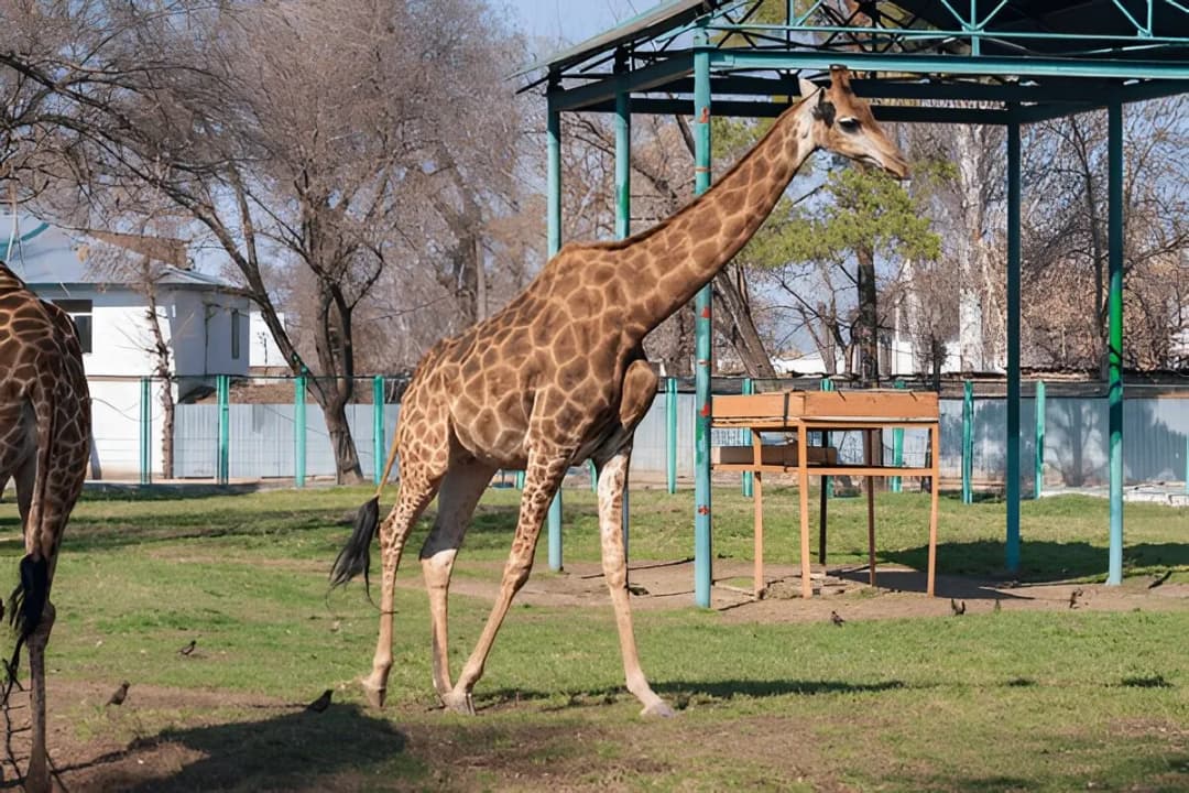 Almaty Zoo