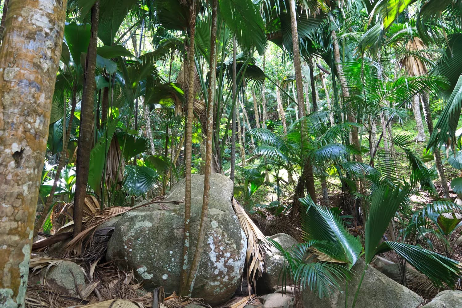 Vallée de Mai