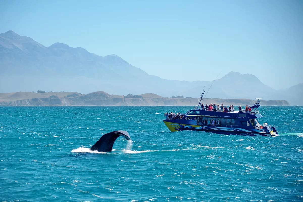 Whale Watching at Mirissa Fishery