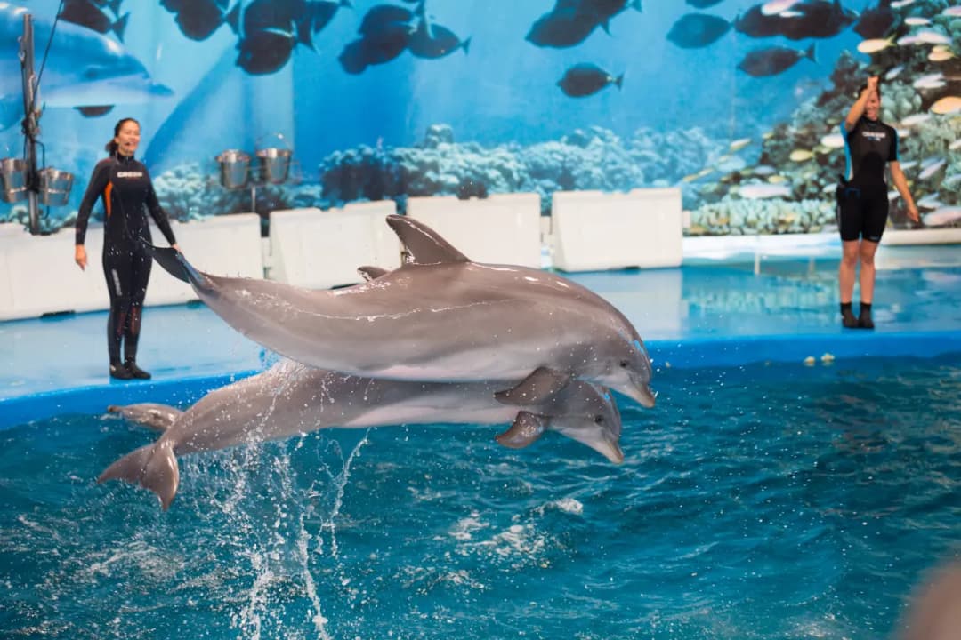 Dolphin Show Arena