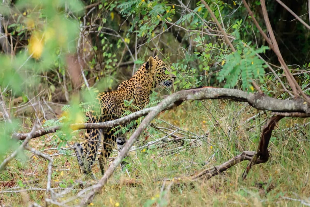 Spot Leopards in Sri Lanka’s National Parks