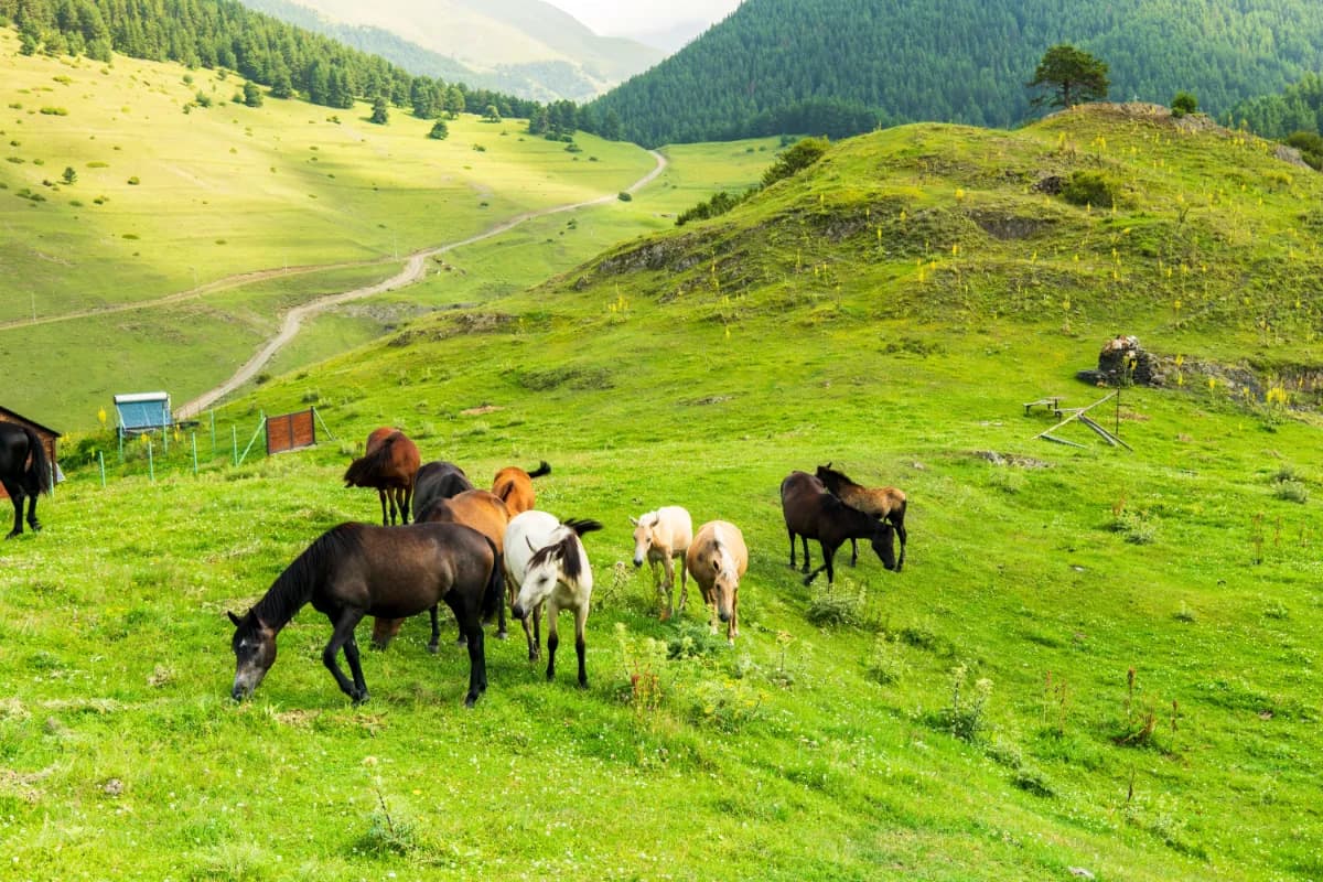 Tusheti