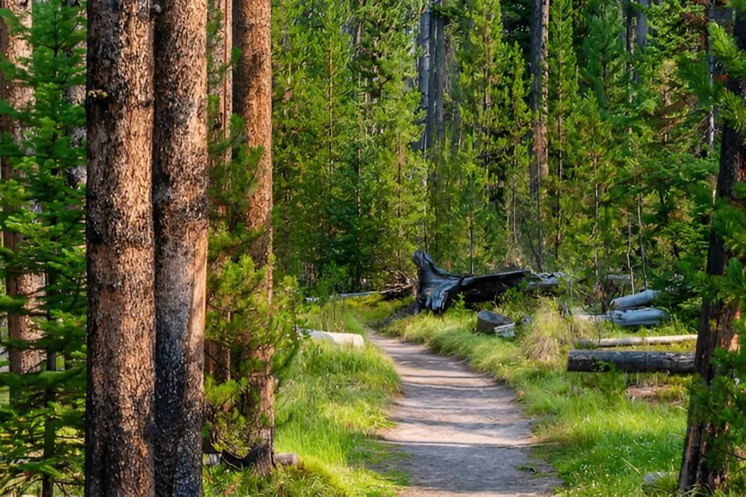 High-Altitude Forest Trails