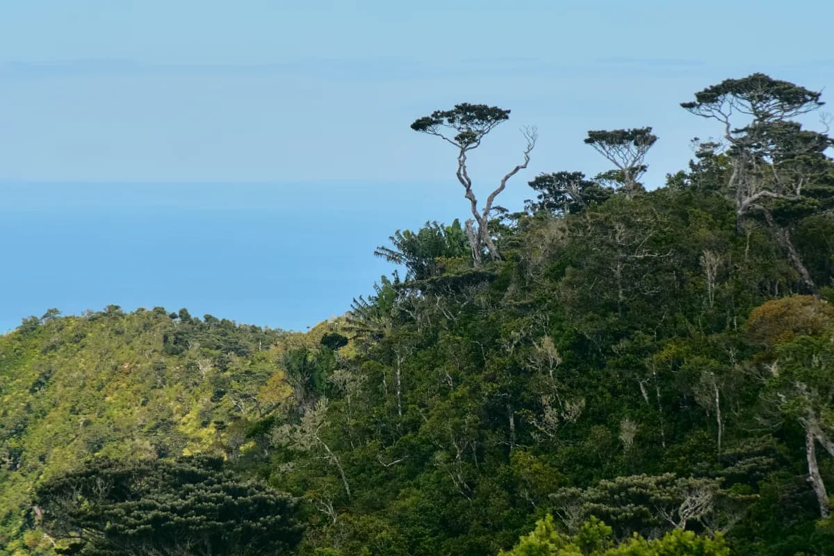 Black River Gorges National Park