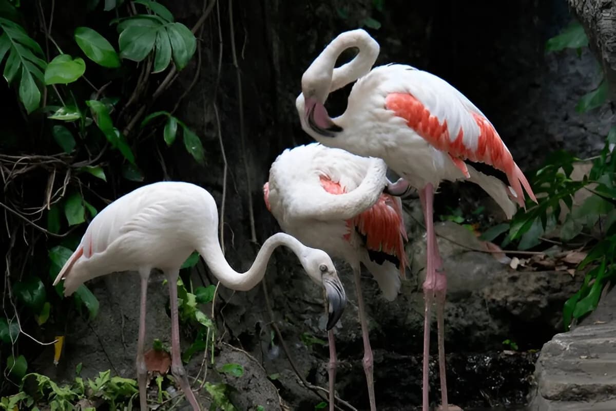 Experience Wildlife at Bali Zoo